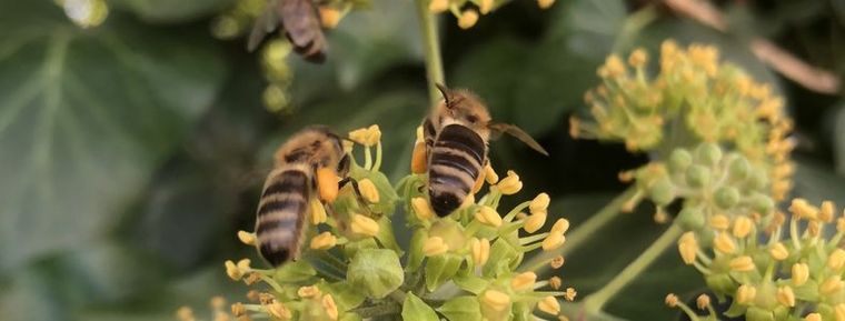 Méhek etetése